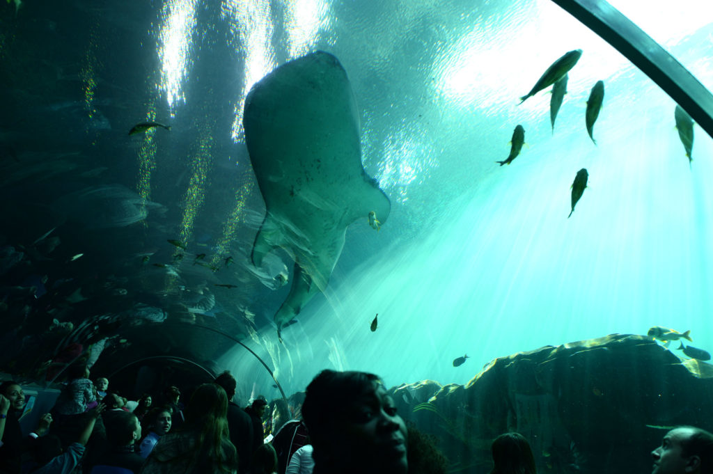 The Atlanta Aquarium fish tunnel