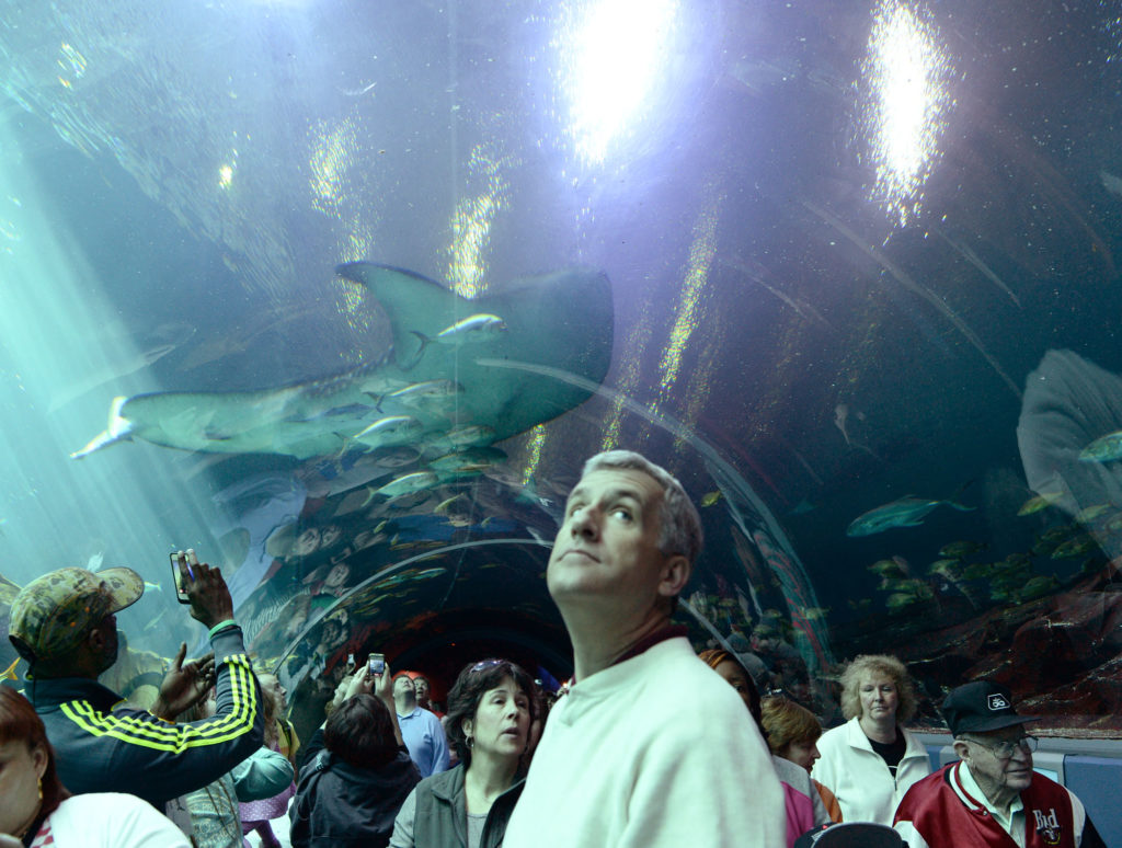 Atlanta Aquarium fish tunnel