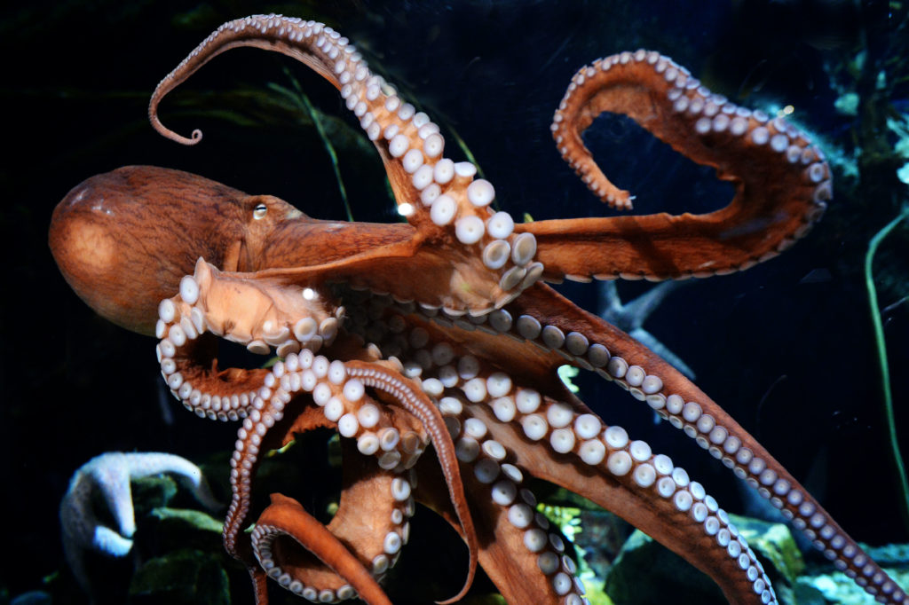 Octopus at the Atlanta Aquarium