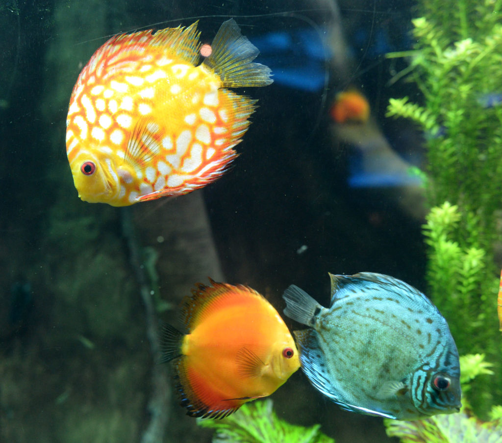 Sunfish at the Atlanta Aquarium