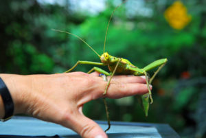 Large insect on human hand