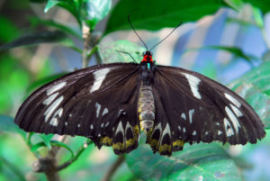 Goth butterfly