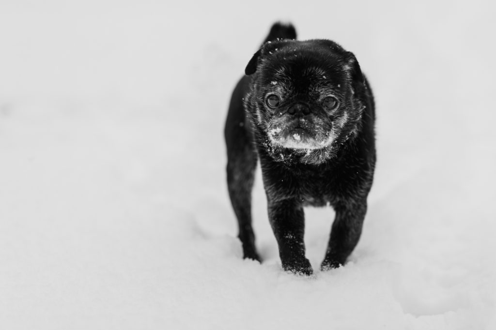 Black pug in snow in black and white