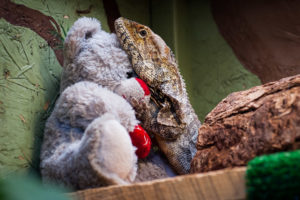 Reptile clutching a stuffed teddy bear for comfort