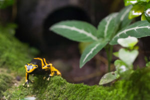 Small tropical frog, yellow and black