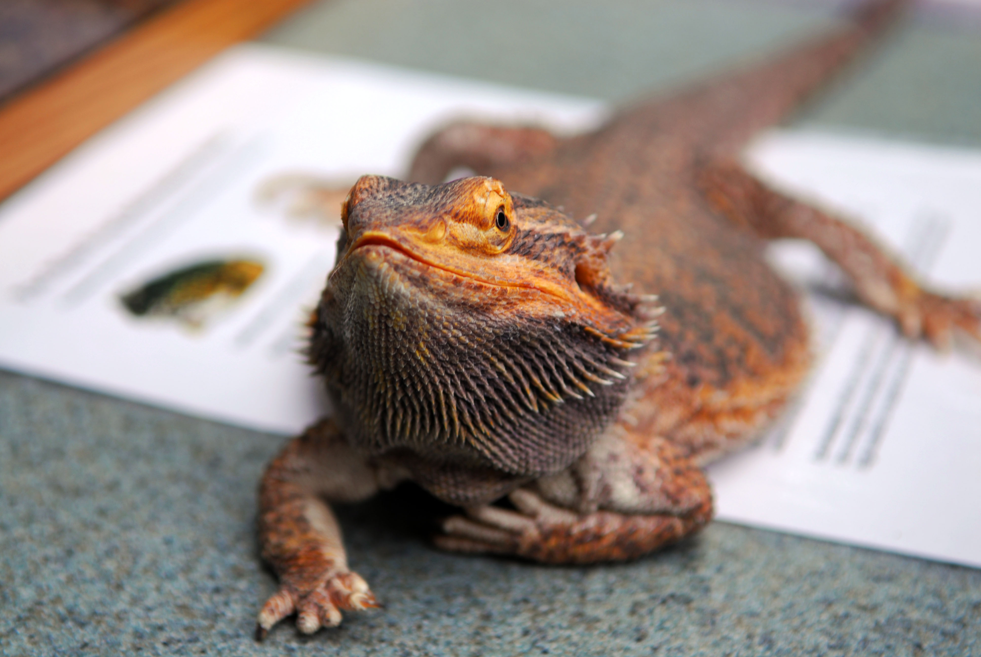 Bearded Dragon