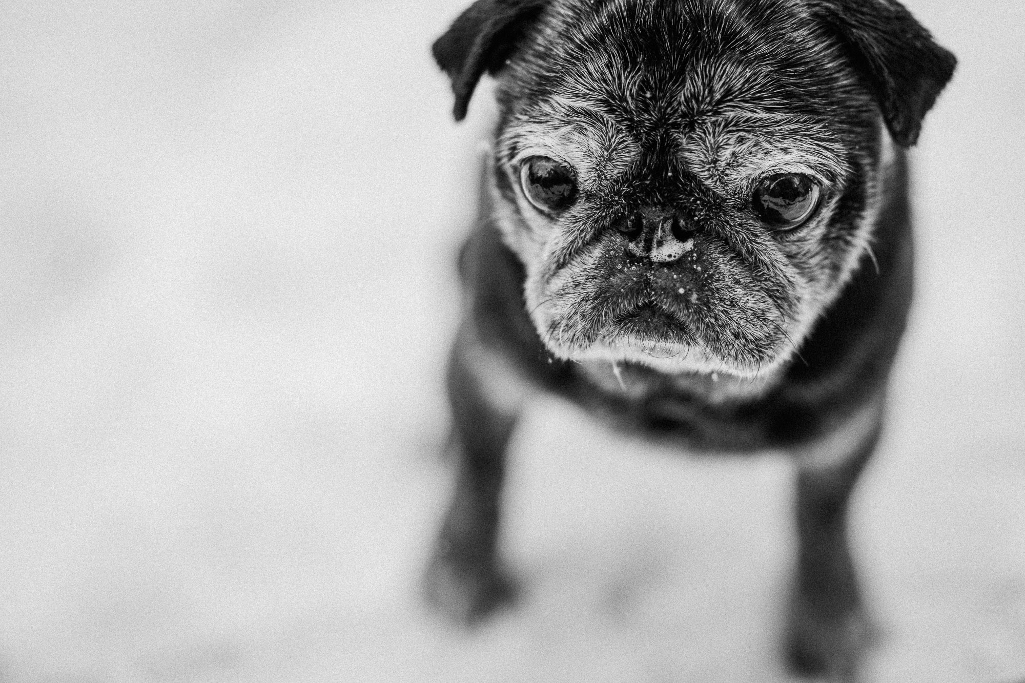 My Binks in the snow. He was my baby. RIP