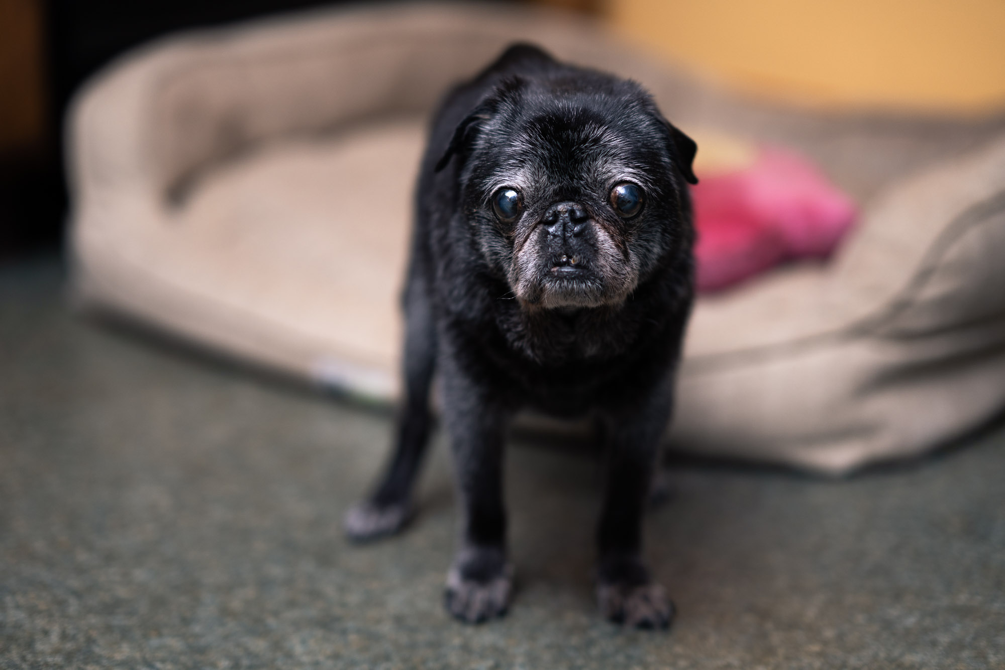 Buddha was a handsome devil, right up to the end. RIP baby.