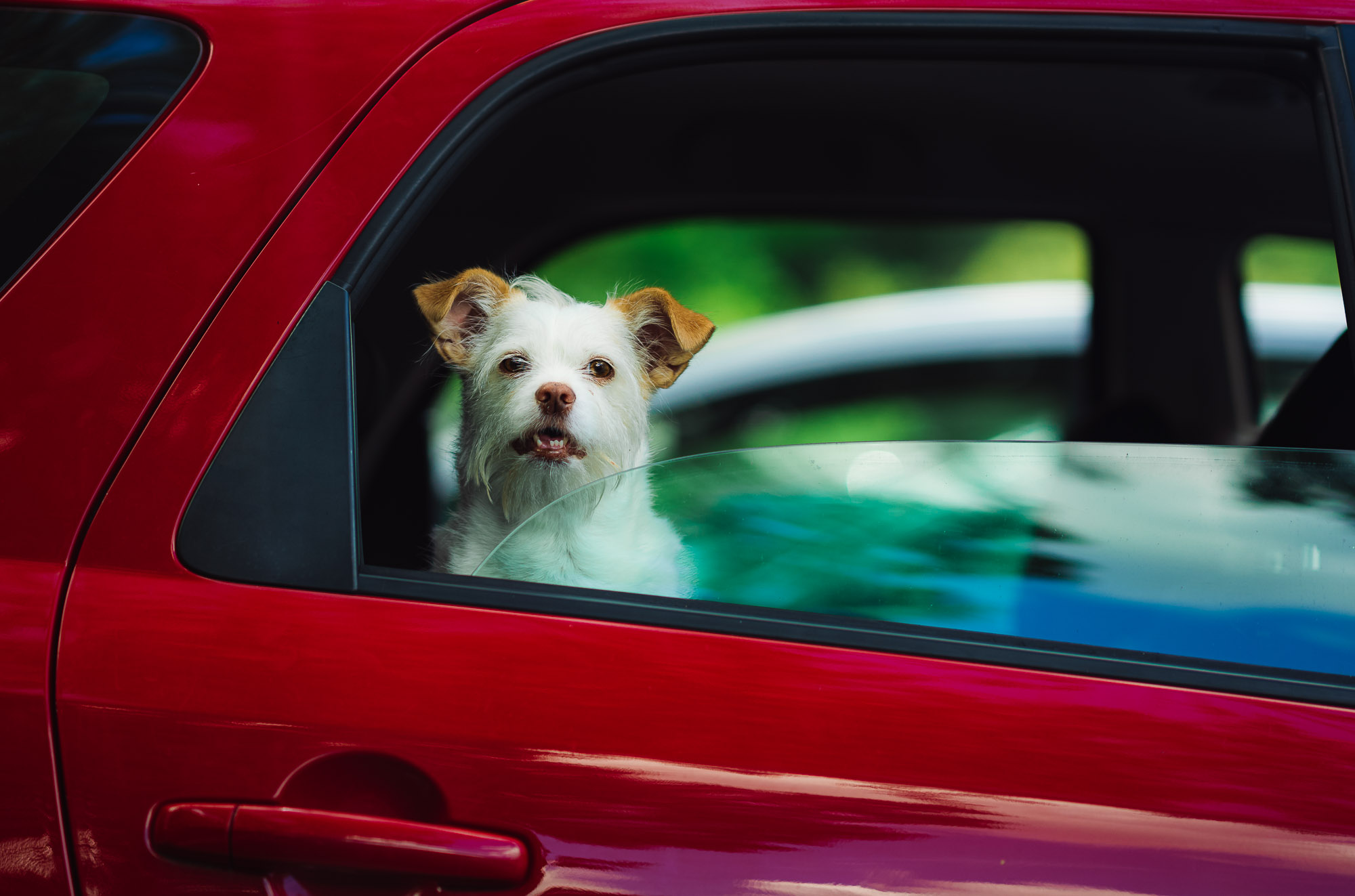 This dog was just too darn precious. He seemed very interested in me.