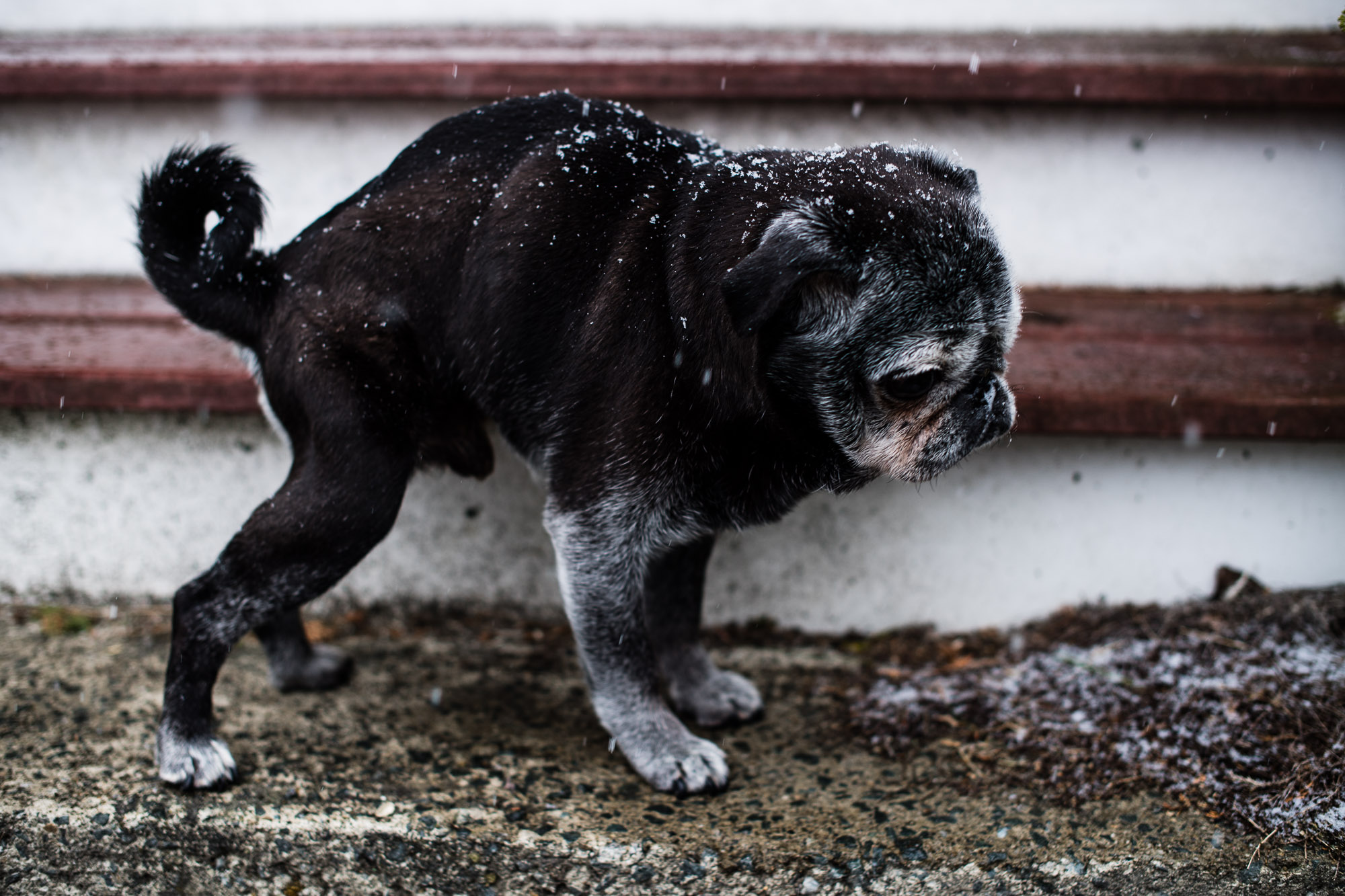 My poor broken little Binky. He suffered from some spinal dysplasia. 